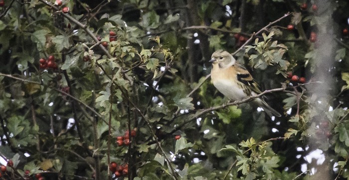 Brambling