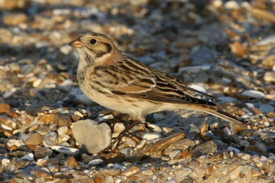 Lapland Bunting