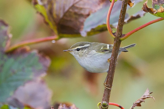 Yellow-browed Warbler
