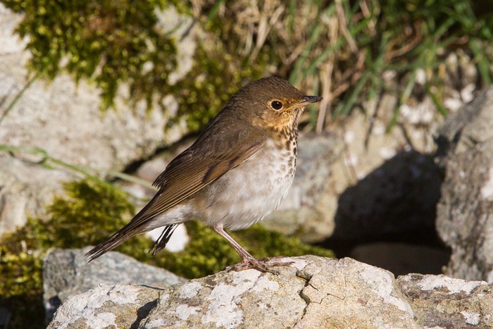 Swainson's Thrush
