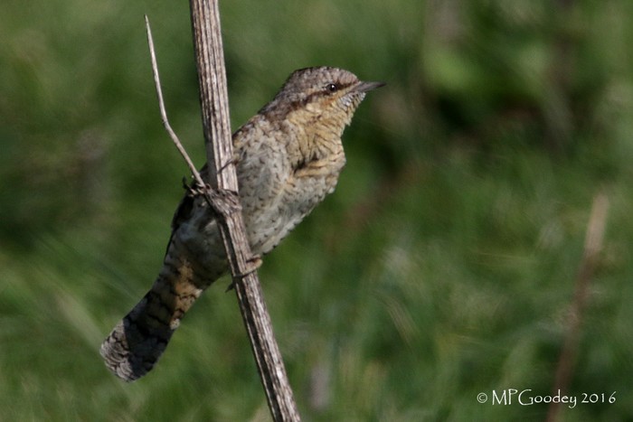 Wryneck