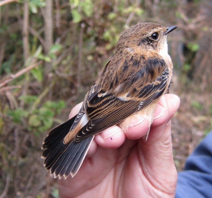 Stejneger's Stonechat