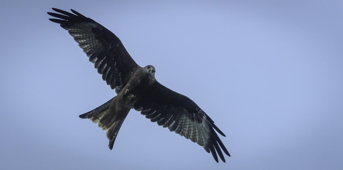 Red Kite
