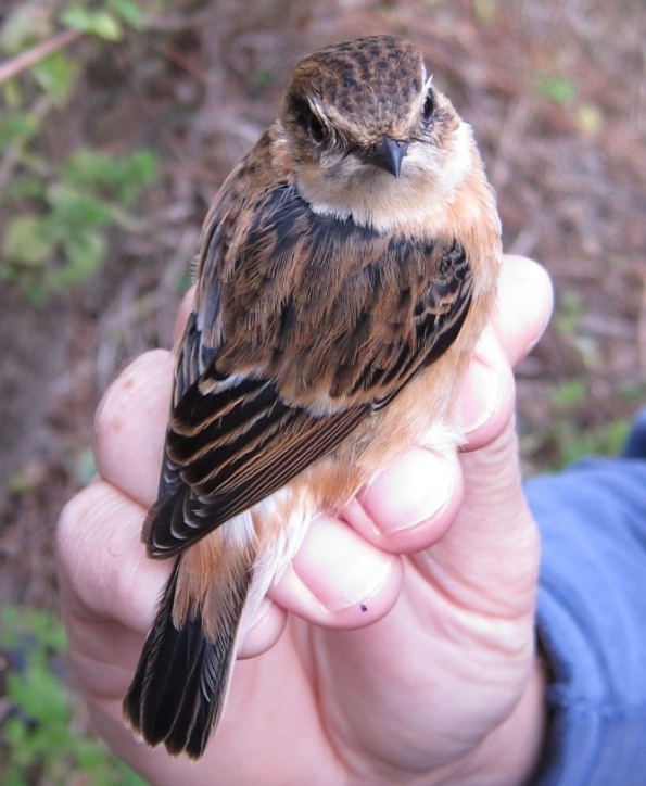 Stejneger's Stonechat