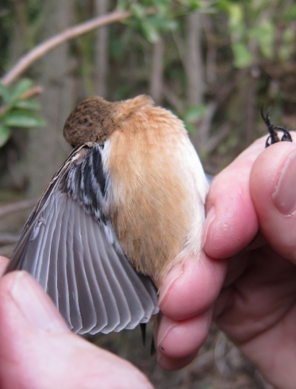 Siberian Stonechat
