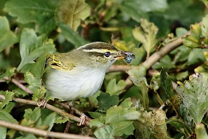 Eastern Crowned Warbler