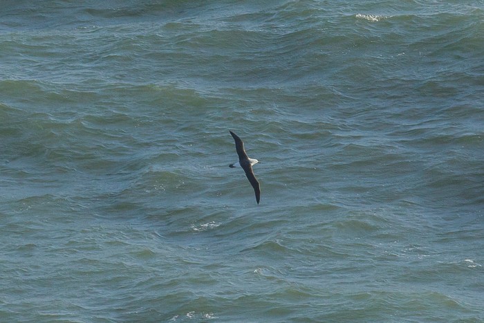 Black-browed Albatross