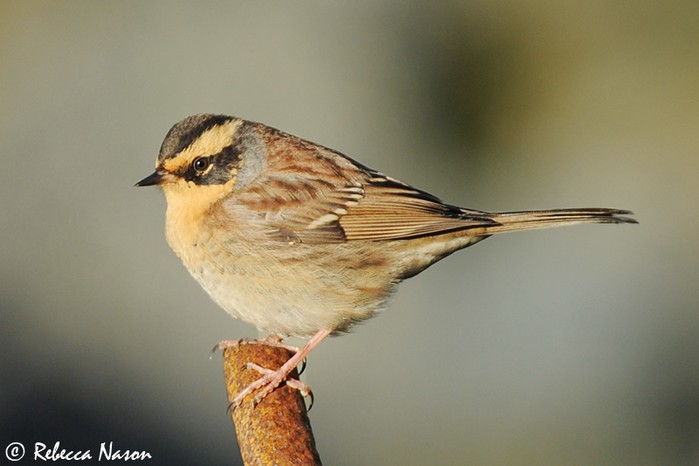 Siberian Accentor