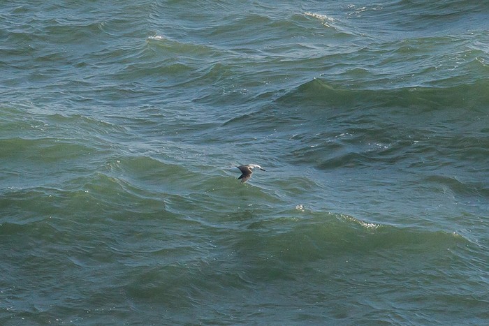 Black-browed Albatross