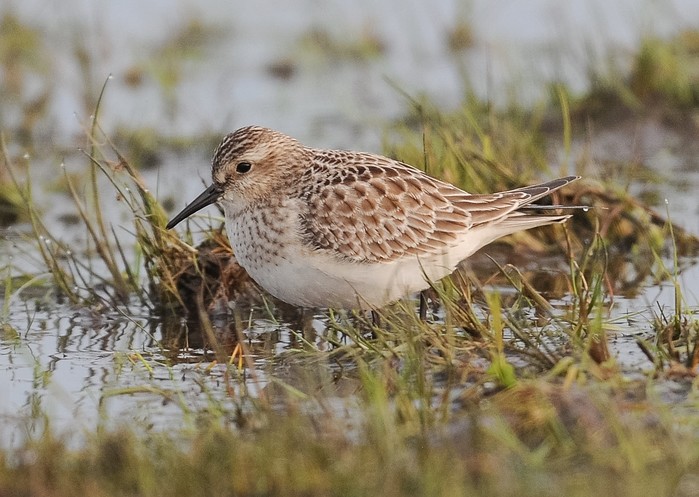 Baird's Sandpiper
