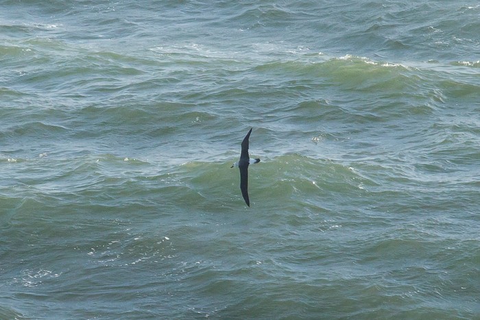 Black-browed Albatross