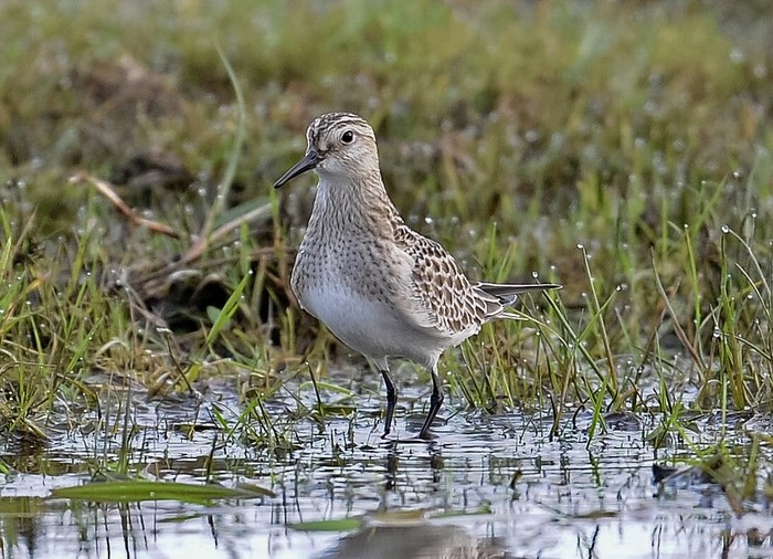 Baird's Sandpiper