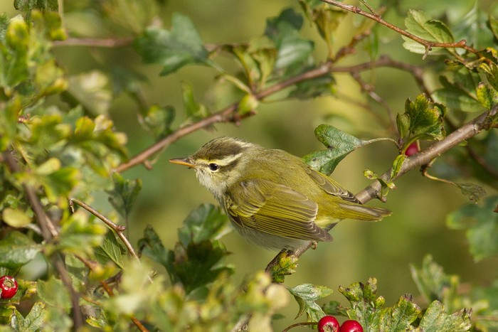 Eastern Crowned Warbler