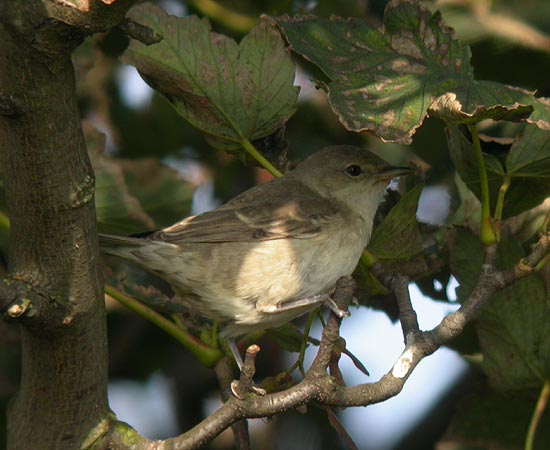 Barred Warbler