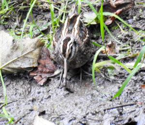 Jack Snipe