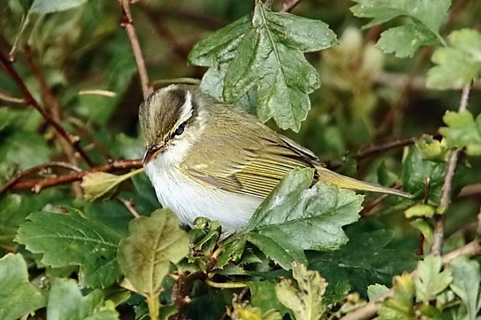 Eastern Crowned Warbler