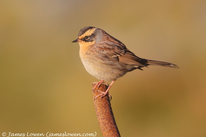 Siberian Accentor