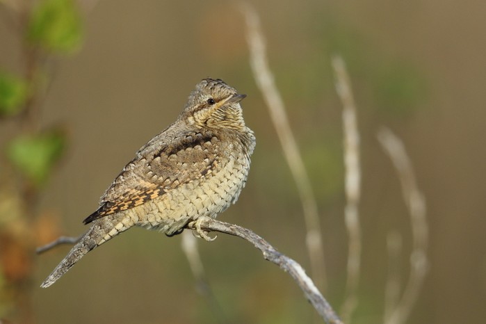Wryneck