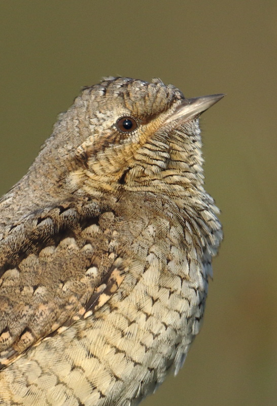 Wryneck