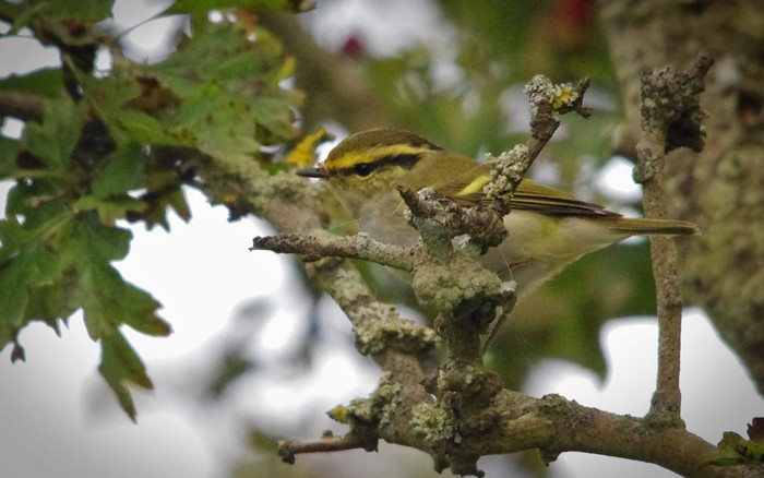 Pallas's Warbler