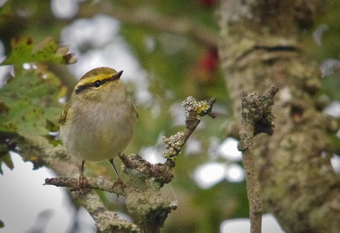 Pallas's Warbler