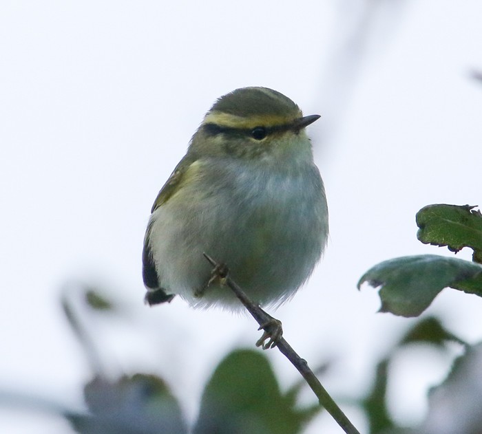 Pallas's Warbler