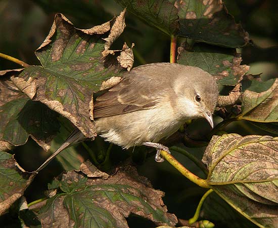 Barred Warbler