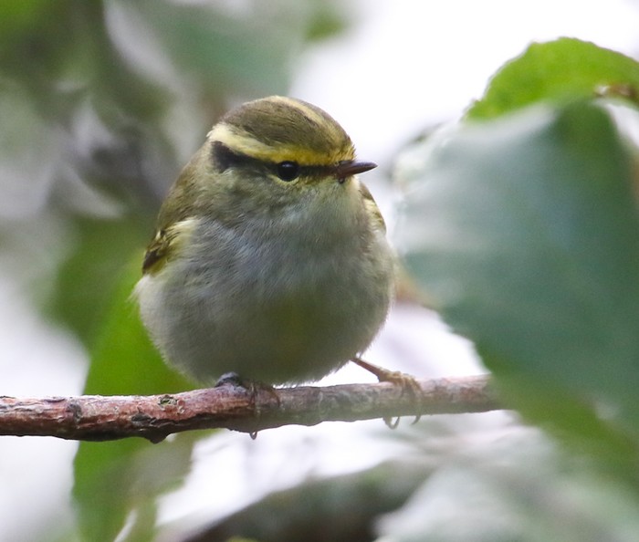 Pallas's Warbler