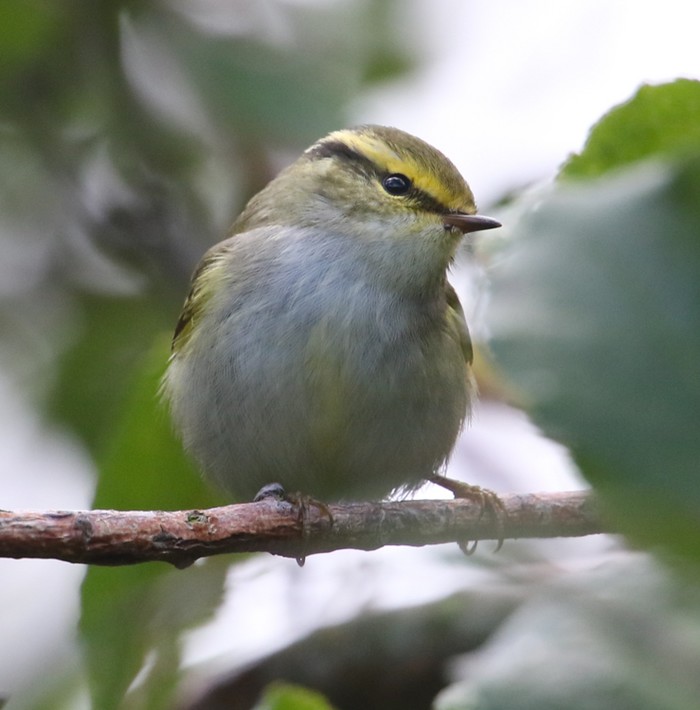 Pallas's Warbler