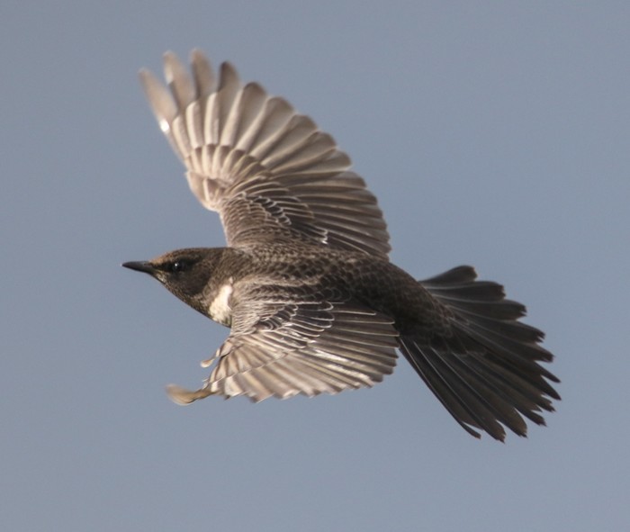 Ring Ouzel