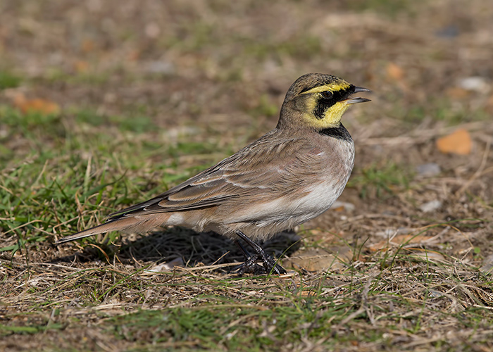 Shorelark
