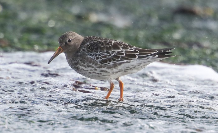 Purple Sandpiper
