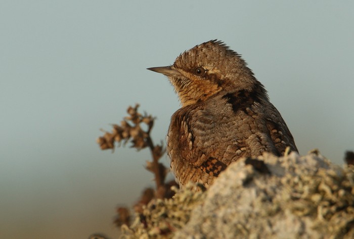 Wryneck
