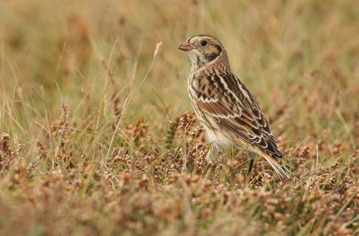 Lapland Bunting