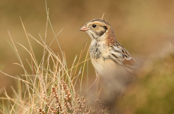 Lapland Bunting