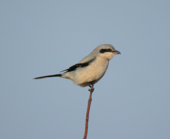 Great Grey Shrike
