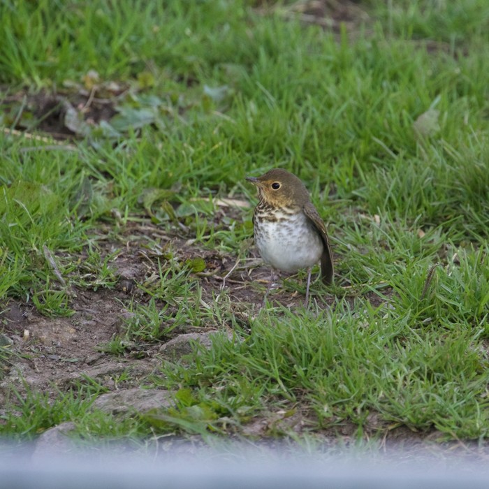 Swainson's Thrush