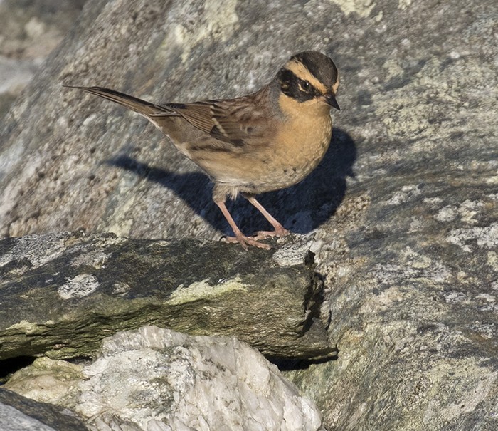 Siberian Accentor