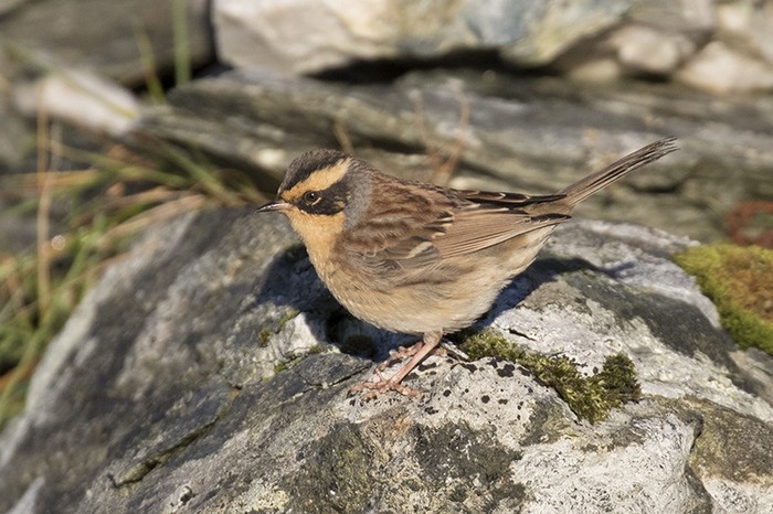 Siberian Accentor