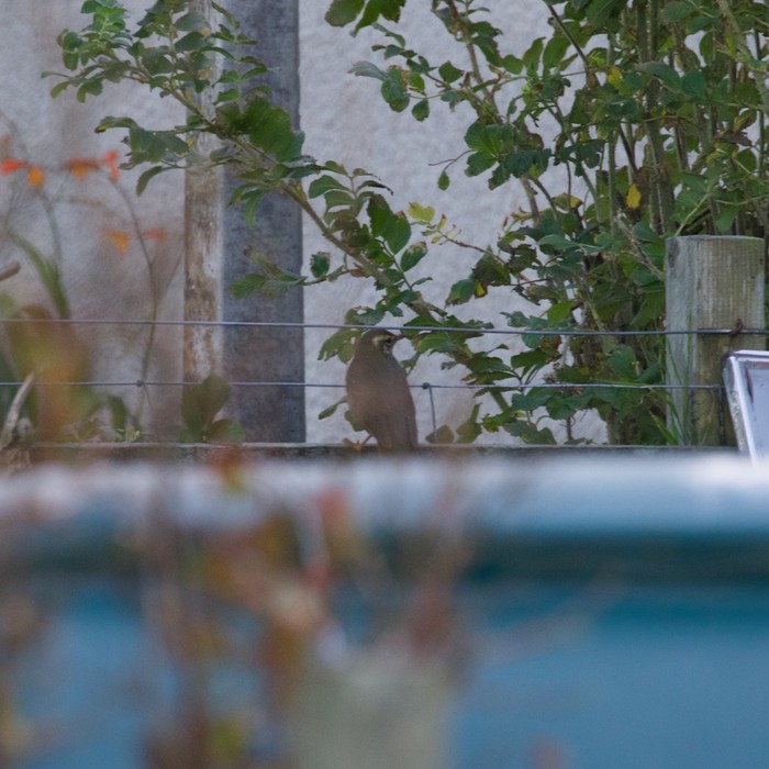 Siberian Thrush