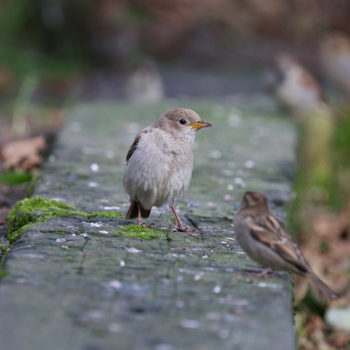 Rose-coloured Starling