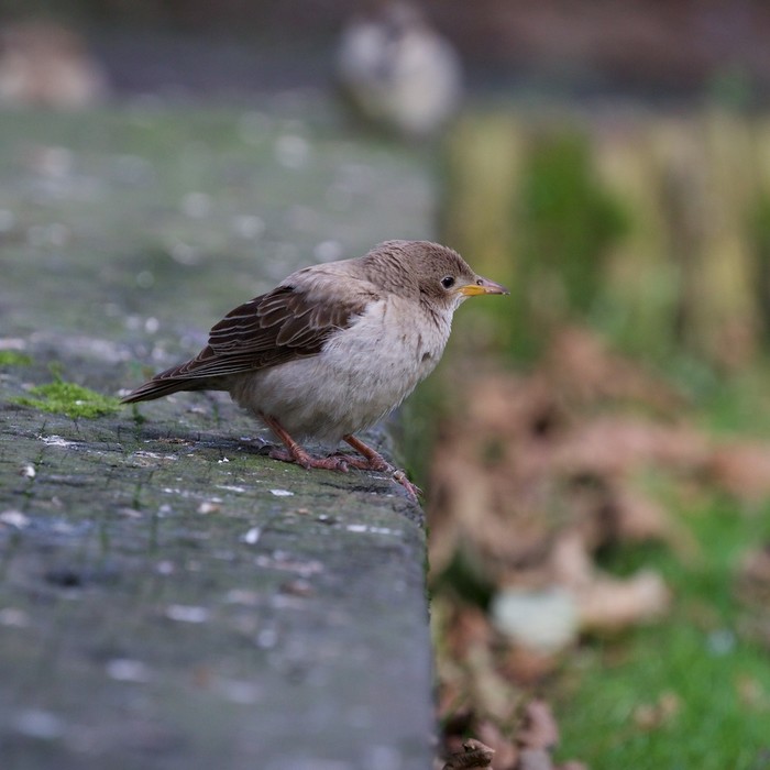 Rose-coloured Starling