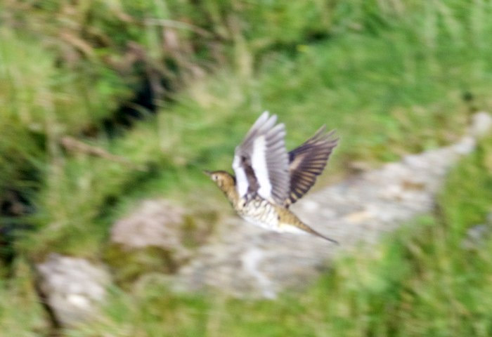 White's Thrush