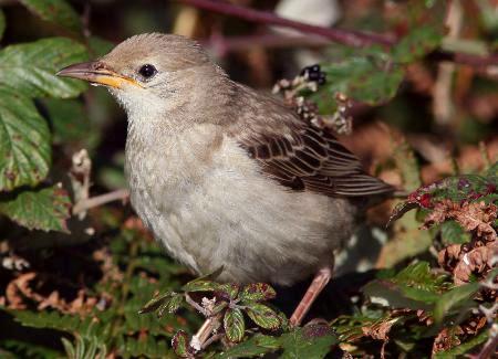 Rose-coloured Starling