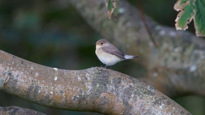 Red-breasted Flycatcher