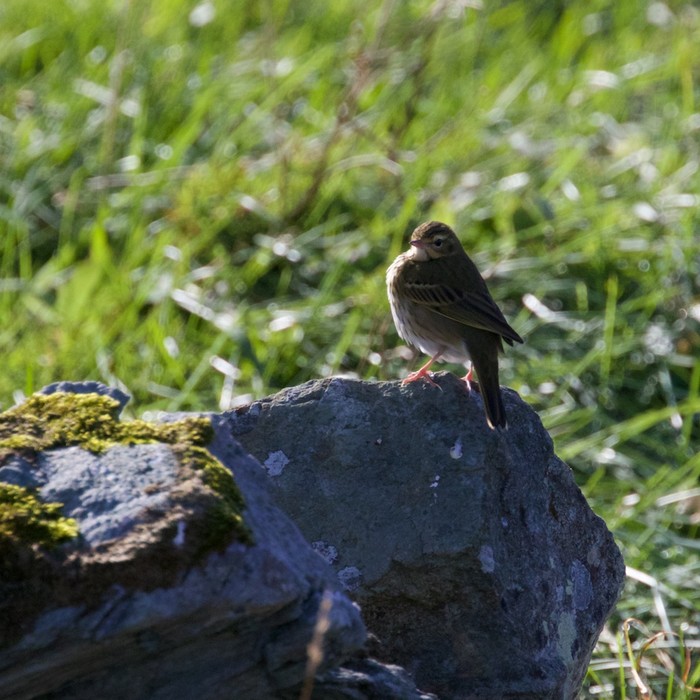 Olive-backed Pipit