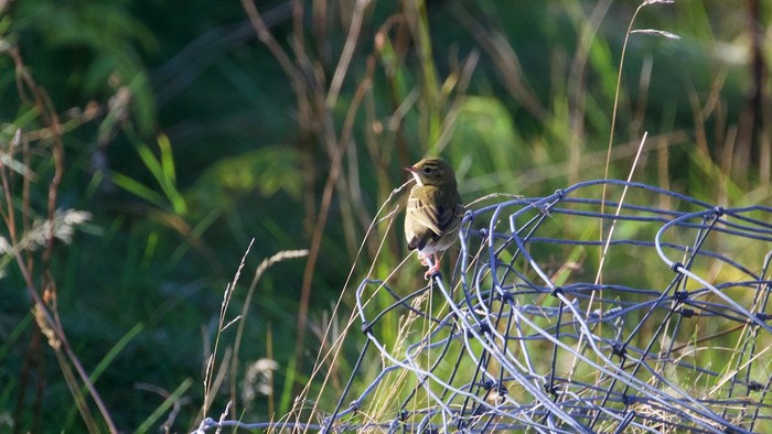 Olive-backed Pipit