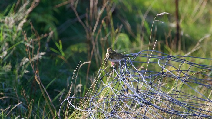 Olive-backed Pipit