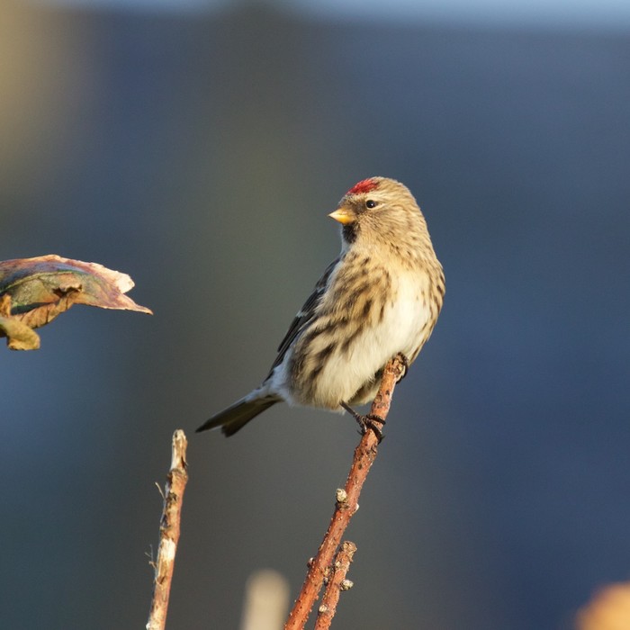 Greenland Redpoll