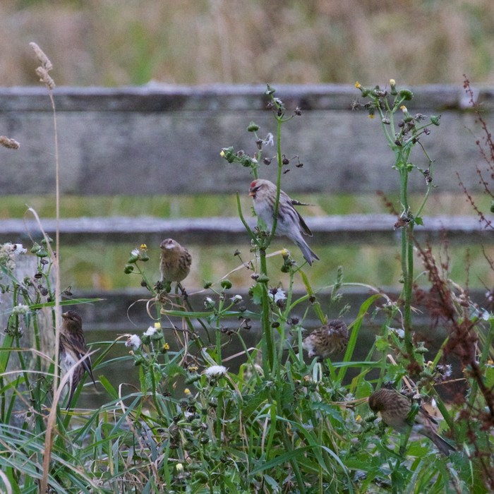 Coues's Arctic Redpoll